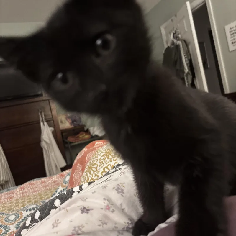 Lou thumbnail 2