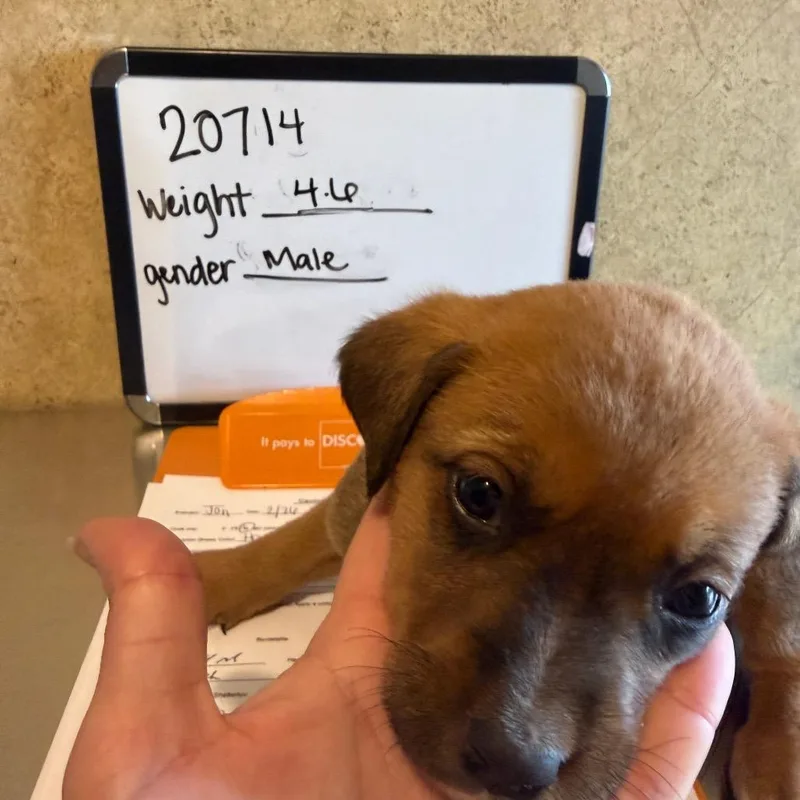 A baby small-sized male Black Bloodhound dog named Waylon for adoption in Valley, AL