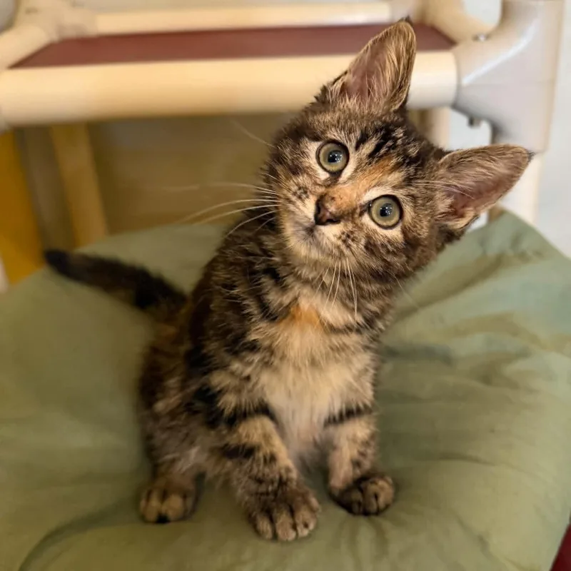 A baby medium-sized female Tabby (Brown / Chocolate) Domestic Short Hair cat named Gmail for adoption in Penn Yan, NY
