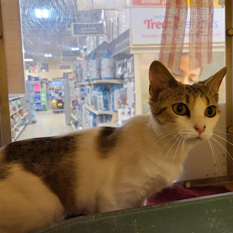 A young small-sized female Torbie Domestic Short Hair cat named Mallo Cup & Caramello for adoption in Gerrardstown, WV