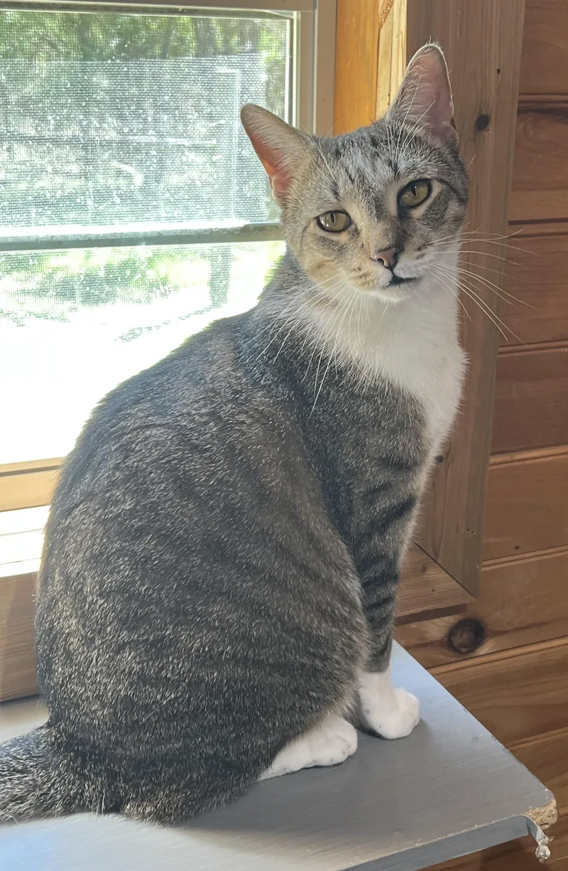 Little Boy thumbnail 2