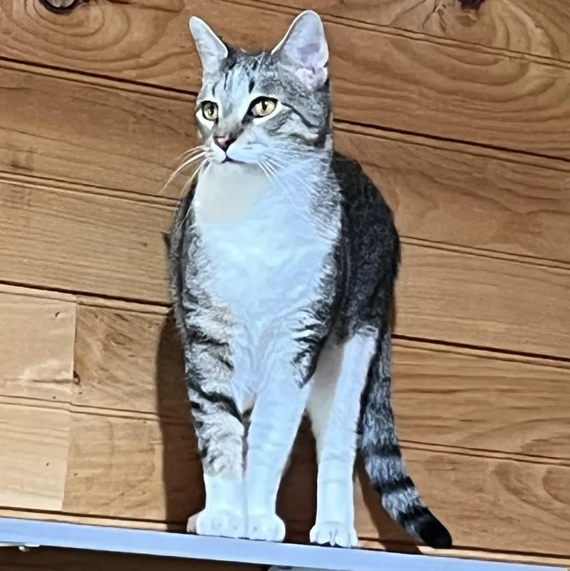 Little Boy thumbnail 3