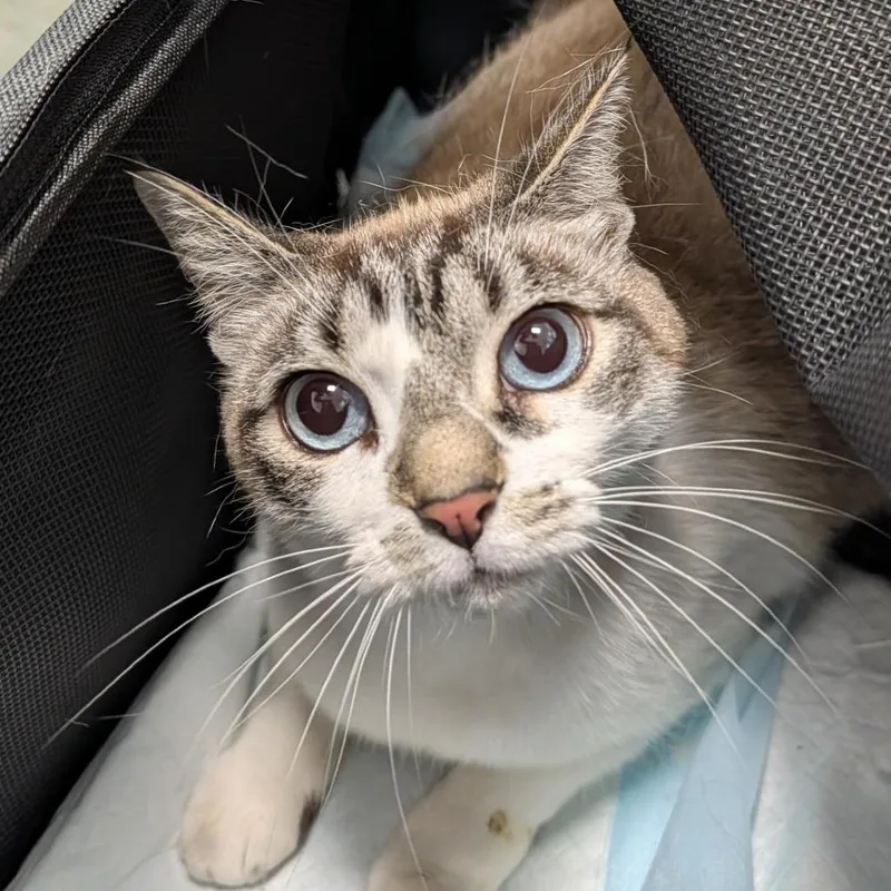 An adult medium-sized female White Domestic Short Hair cat named Nieve for adoption in Clearwater, FL