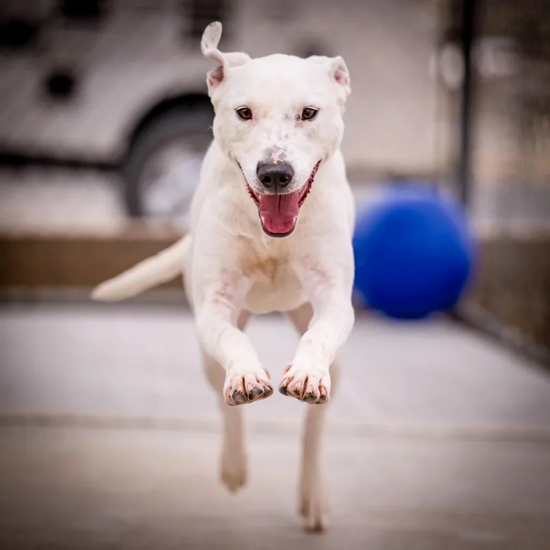 Sweet Boy thumbnail 2