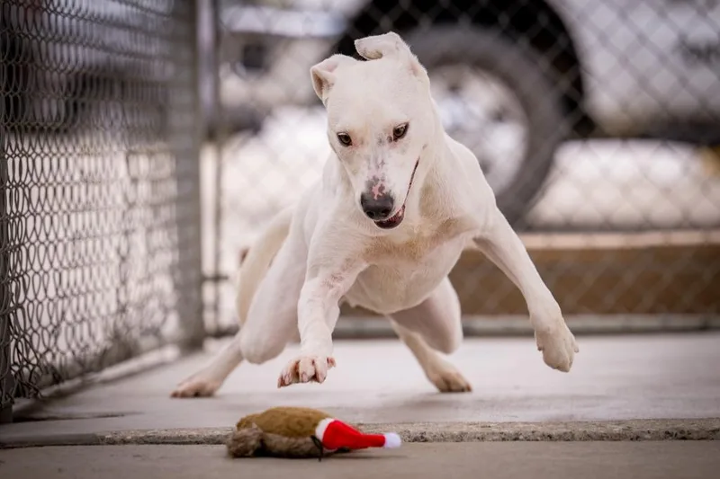 Sweet Boy thumbnail 3