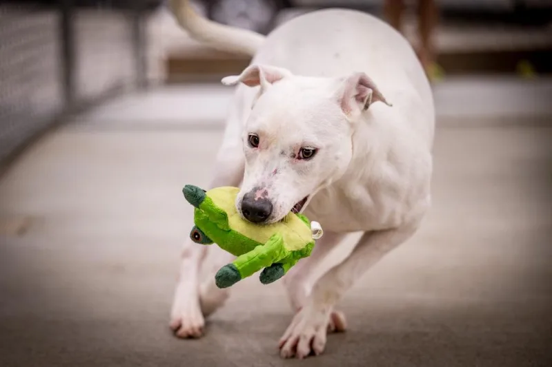 Sweet Boy thumbnail 4