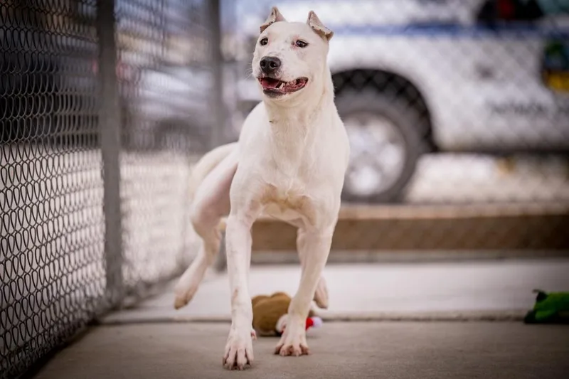 Sweet Boy thumbnail 5