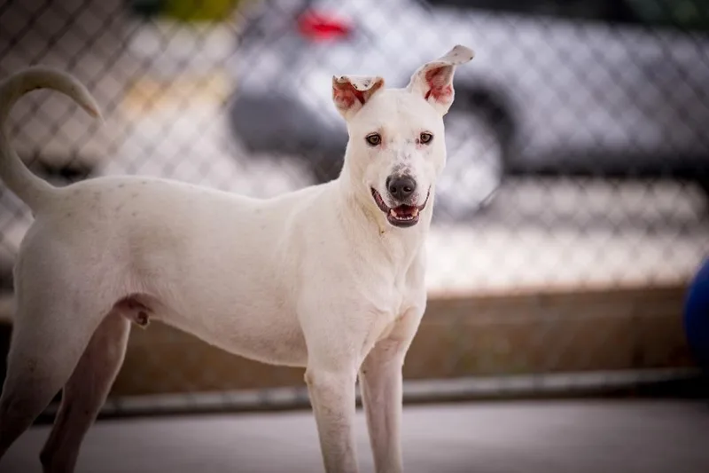 Sweet Boy thumbnail 6