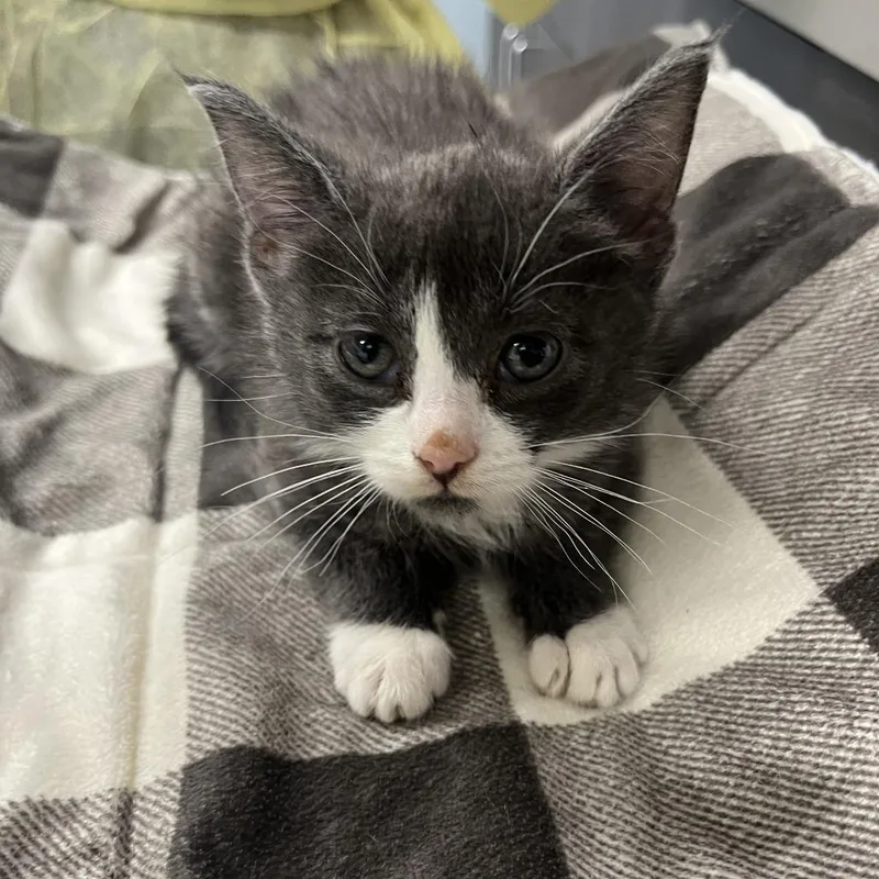A baby small-sized female Gray / Blue / Silver Domestic Short Hair cat named Brenda for adoption in Oak Park, IL
