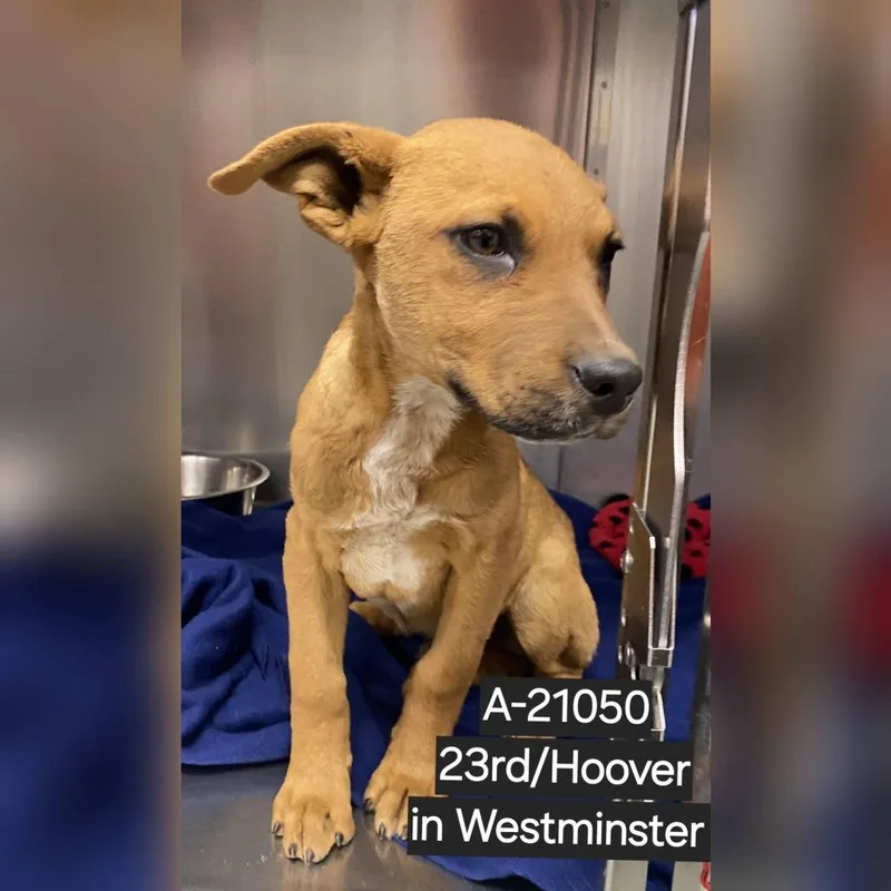 A baby small-sized male Red / Chestnut / Orange Pit Bull Terrier dog named Wagsstray for adoption in Westminster, CA