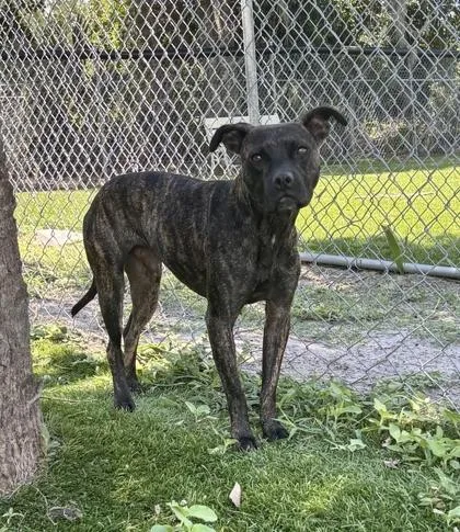 An adult large-sized male Retriever dog named Franky for adoption in Daytona Beach, FL