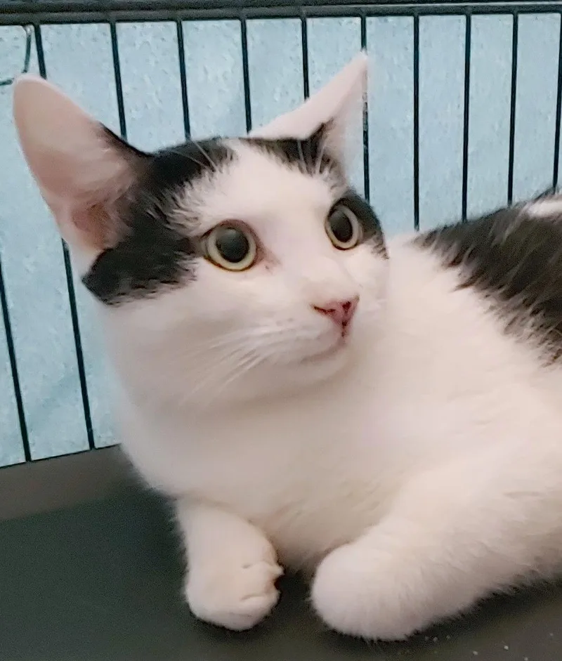 An adult medium-sized male Domestic Short Hair cat named Blackie for adoption in Pompano Beach, FL