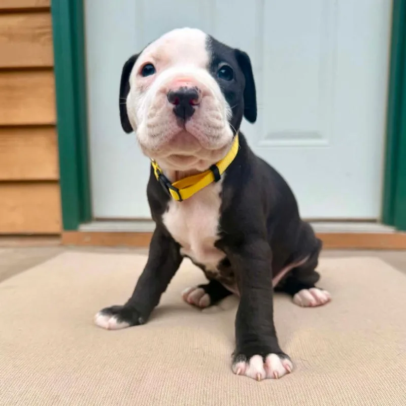 A baby small-sized male Black American Bulldog dog named Keister D for adoption in Princeton, MN