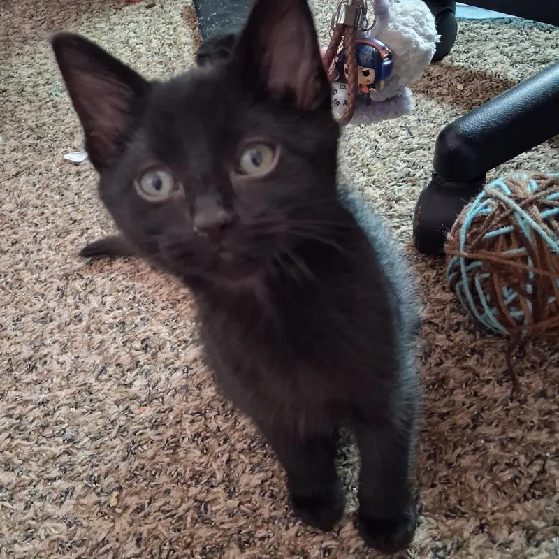 A young medium-sized male Black Domestic Short Hair cat named Cass for adoption in Blackfoot, ID