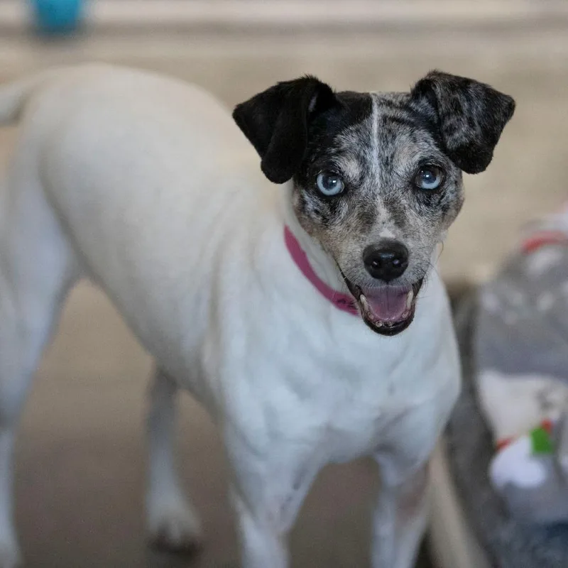A senior small-sized female Rat Terrier dog named Cami for adoption in Peyton, CO