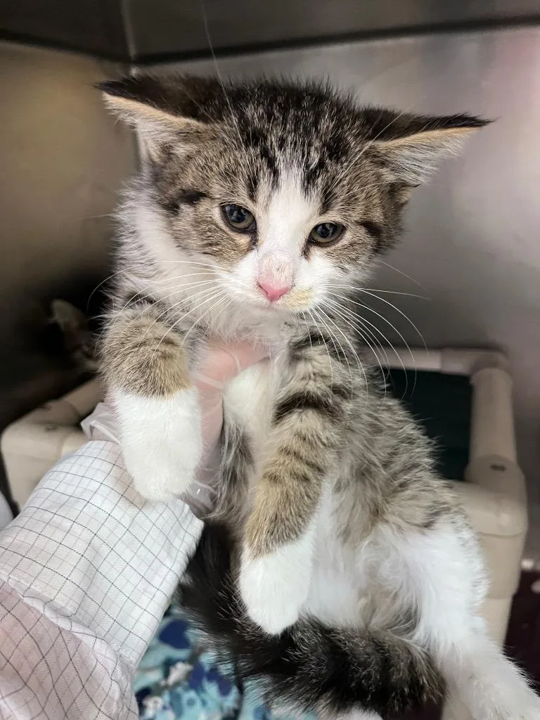 A baby medium-sized male Domestic Short Hair cat named Hydroflask for adoption in Cincinnati, OH