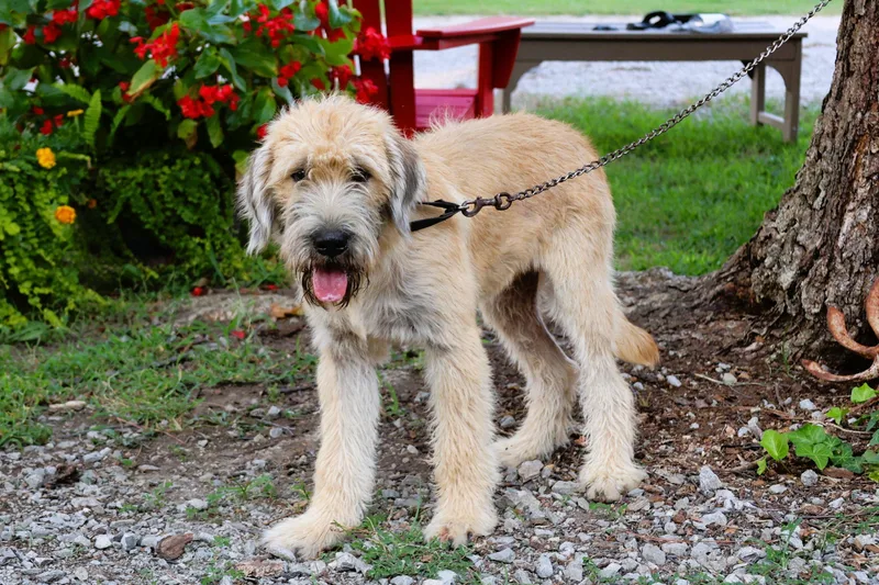 A baby large-sized male Yellow / Tan / Blond / Fawn Labradoodle dog named Oakley for adoption in Humboldt, TN