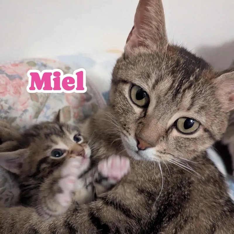 Miel thumbnail 5
