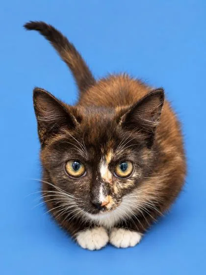 A baby small-sized female Domestic Short Hair cat named Dolly for adoption in Cumming, GA