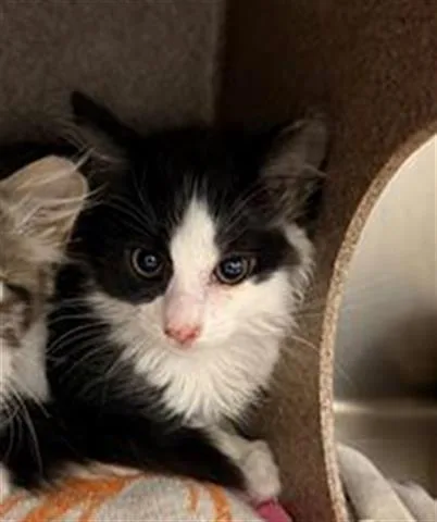 A baby large-sized male Domestic Short Hair cat named Phantom for adoption in San Martin, CA