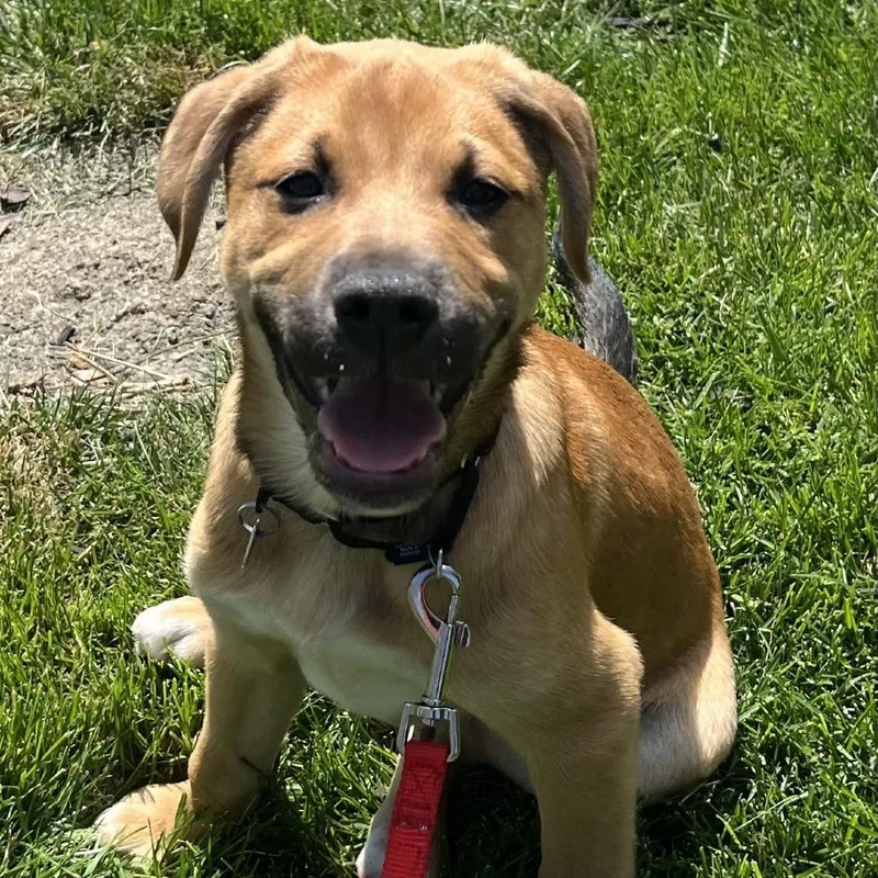 A baby medium-sized male Black Shepherd dog named Lemmy for adoption in Delaware, OH