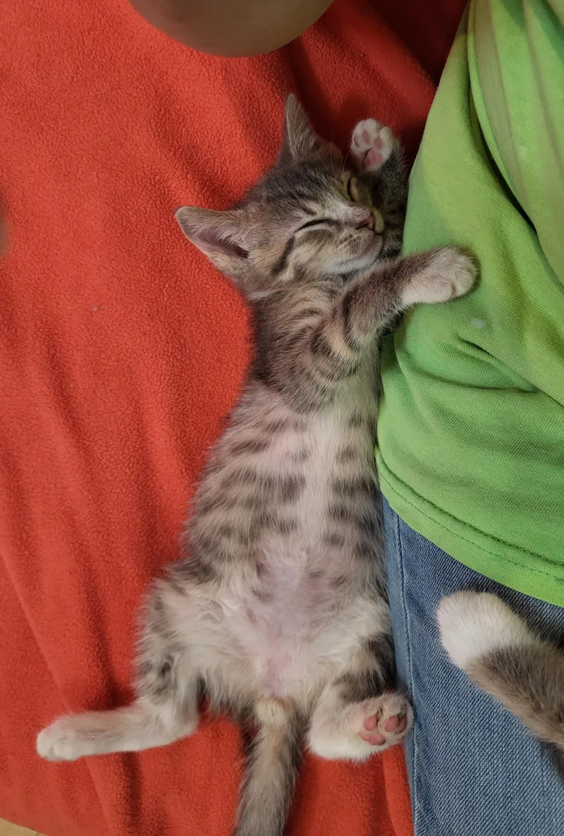 A baby medium-sized male Tabby (Gray / Blue / Silver) Domestic Short Hair cat named Starbucks for adoption in Grayslake, IL