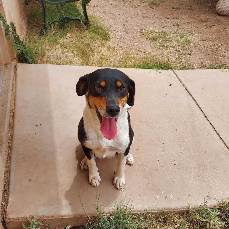 An adult medium-sized female Tricolor (Brown, Black, & White) Beagle dog named Olive for adoption in Bisbee, AZ