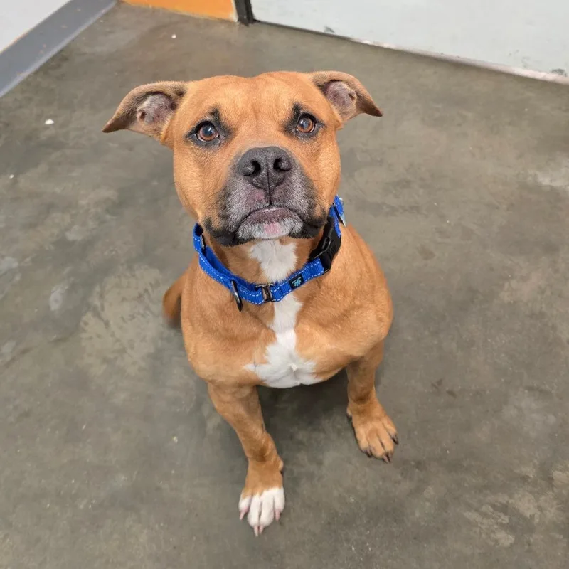 An adult large-sized male Brown / Chocolate Mixed Breed dog named Pablo for adoption in Owosso, MI