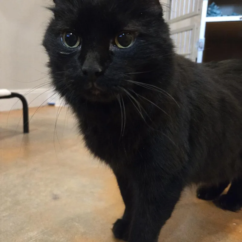 A senior large-sized male Black Domestic Medium Hair cat named Ducky for adoption in Colorado Springs, CO