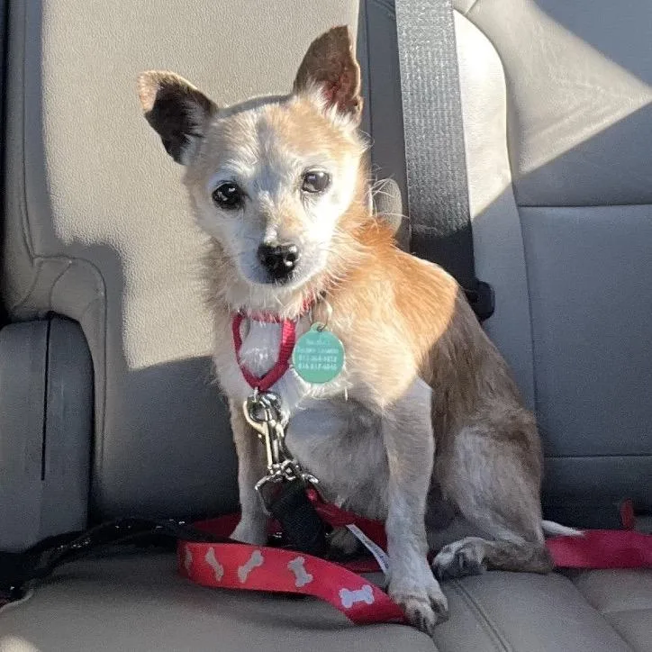 A senior small-sized male Yellow / Tan / Blond / Fawn Chihuahua dog named Bentley for adoption in Shawnee, KS