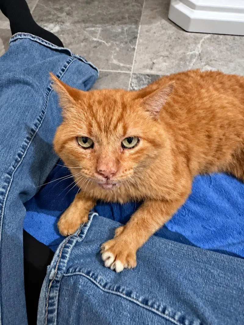 A young medium-sized male Orange / Red Domestic Short Hair cat named Tyson for adoption in Charlotte, NC