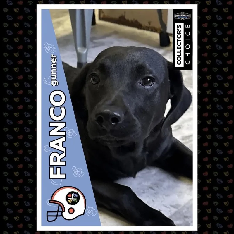 A young medium-sized male Black Labrador Retriever dog named Franco for adoption in Pittsburgh, PA