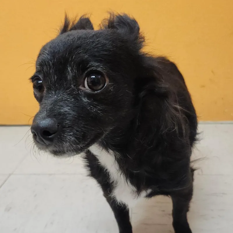 An adult small-sized female Black Chihuahua dog named Emmy for adoption in Joshua Tree, CA