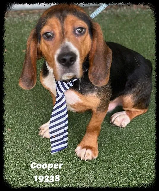 An adult medium-sized male Tricolor (Brown, Black, & White) Beagle dog named Cooper See Also Beau for adoption in Marietta, GA