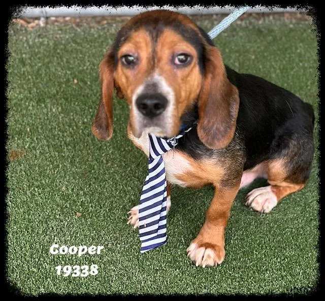 Cooper See Also Beau thumbnail 5