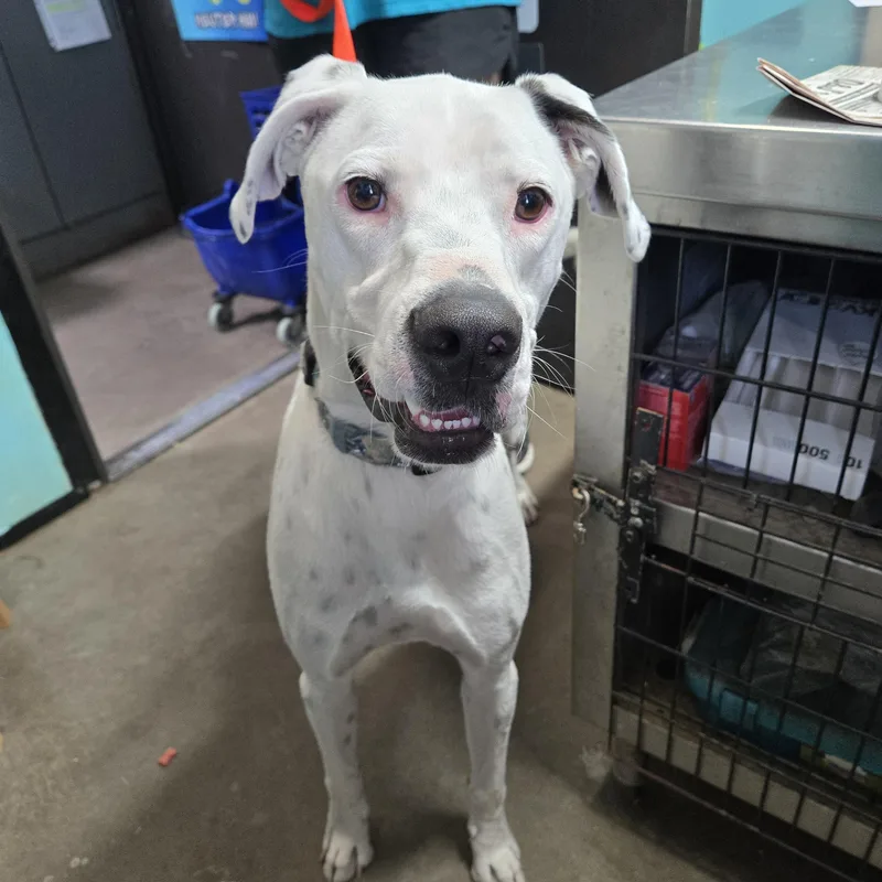 An adult large-sized male Dogo Argentino dog named Jolly Green Giant for adoption in Graham, TX
