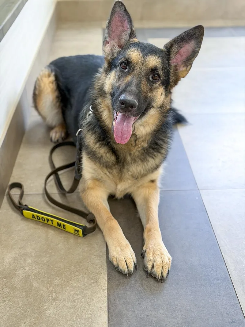 An adult large-sized female German Shepherd Dog dog named Bella And Maya for adoption in Millburn, NJ