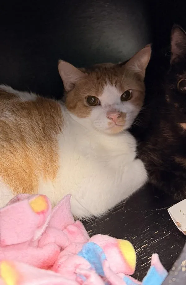 An adult medium-sized male Domestic Short Hair cat named Colby Jack for adoption in Canton, GA
