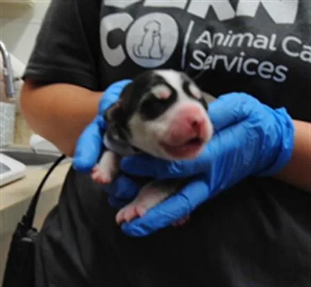 A baby small-sized female Siberian Husky dog named Chastity for adoption in Albuquerque, NM