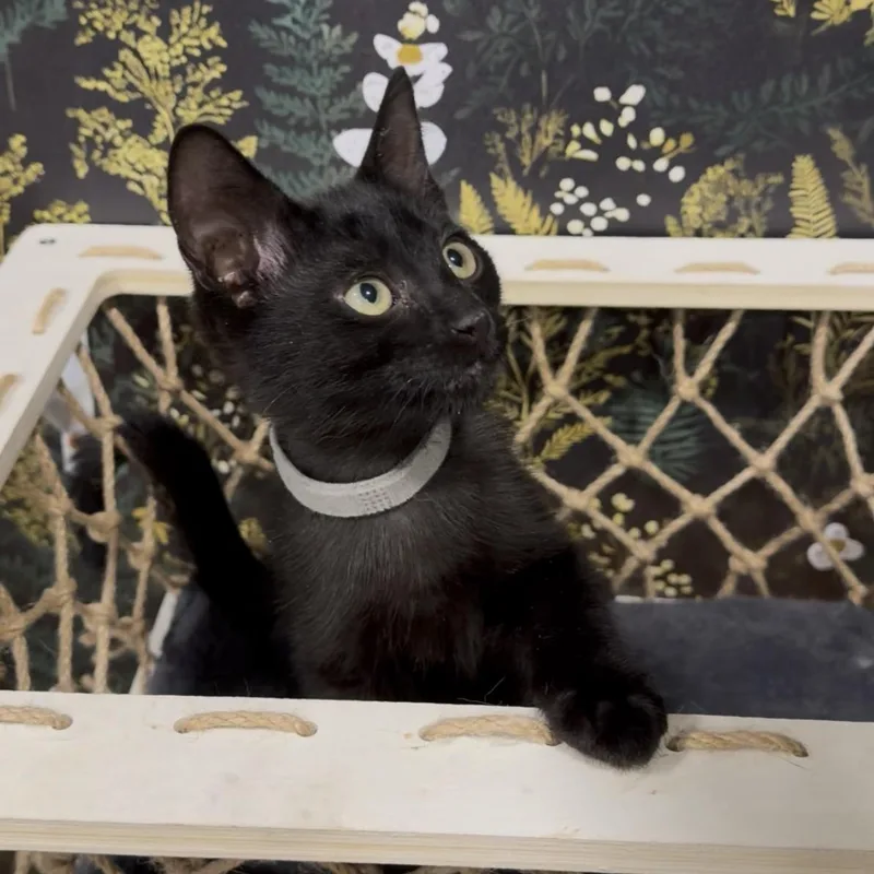 A baby medium-sized male Black Domestic Short Hair cat named Makita for adoption in Midvale, UT