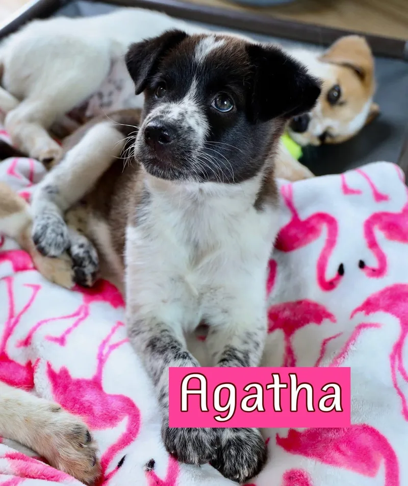 A baby medium-sized female Australian Shepherd dog named Agatha for adoption in Southlake, TX