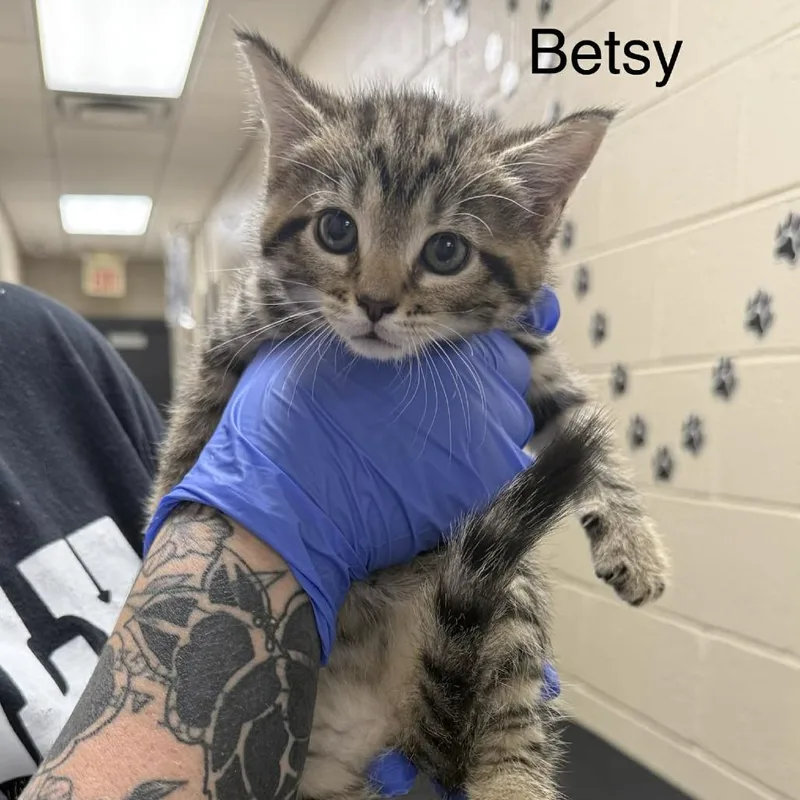 A baby small-sized female Buff / Tan / Fawn Domestic Medium Hair cat named Betsy for adoption in Caryville, TN