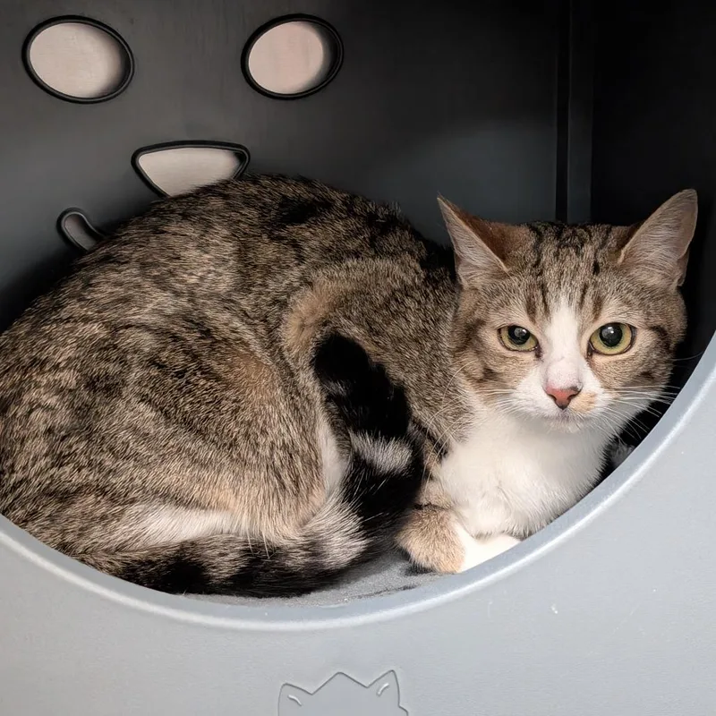 An adult small-sized female Brown / Chocolate Domestic Short Hair cat named Cashmere for adoption in Titusville, FL