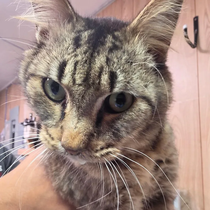 An adult medium-sized male Brown / Chocolate Domestic Medium Hair cat named Sir Thomas for adoption in Leander, TX