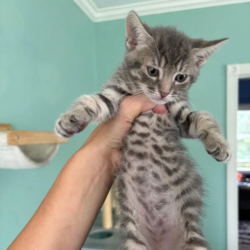 A baby small-sized male Gray / Blue / Silver Domestic Short Hair cat named Cohen for adoption in Costa Mesa, CA