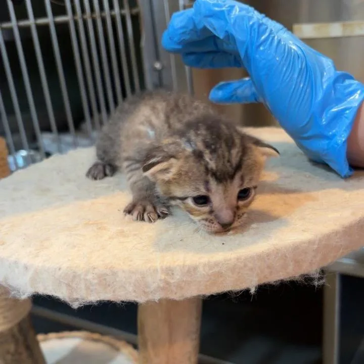 A baby small-sized male Domestic Short Hair cat named Sweet Potato for adoption in Livingston, TX