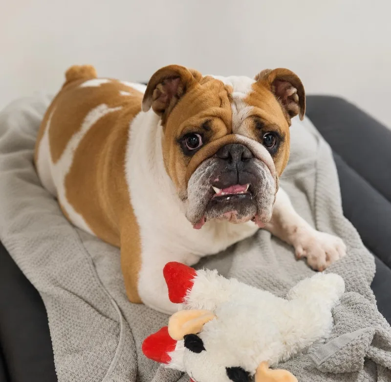 An adult medium-sized male Brown / Chocolate Bulldog dog named Benny for adoption in Albuquerque, NM