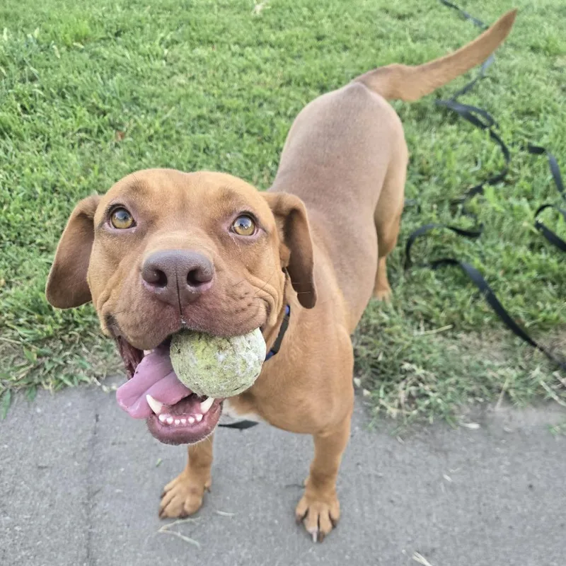 An adult medium-sized male Brown / Chocolate Pit Bull Terrier dog named Tyson for adoption in Olathe, KS