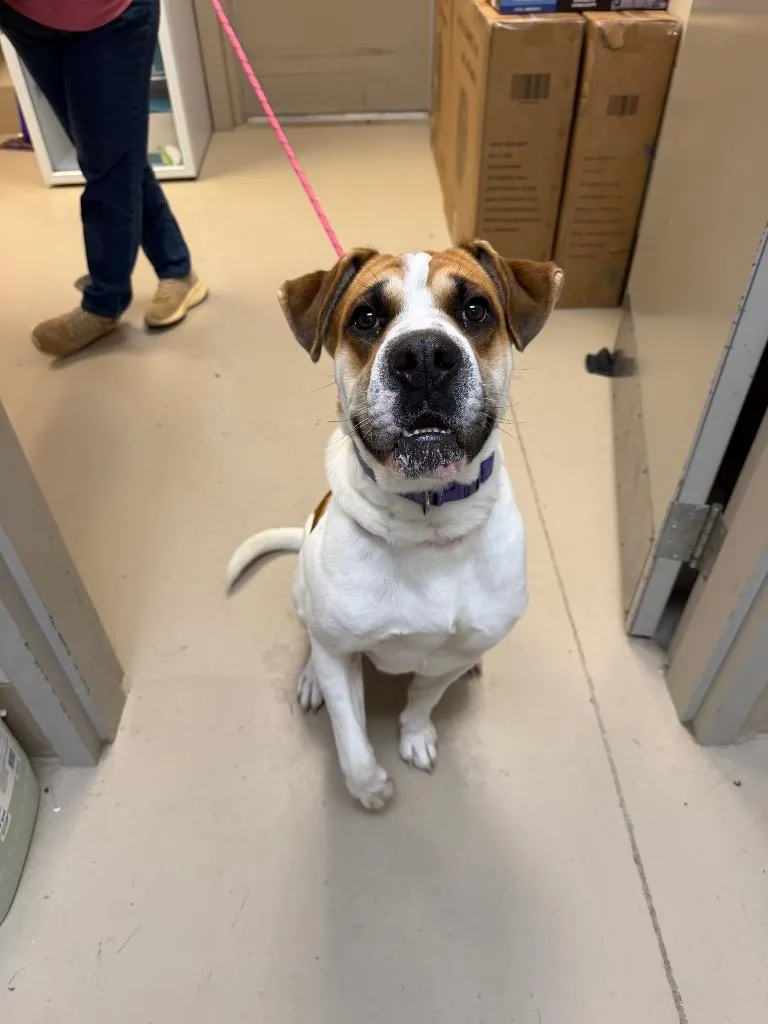 A young medium-sized male Boxer dog named Reese for adoption in Johnson City, TN