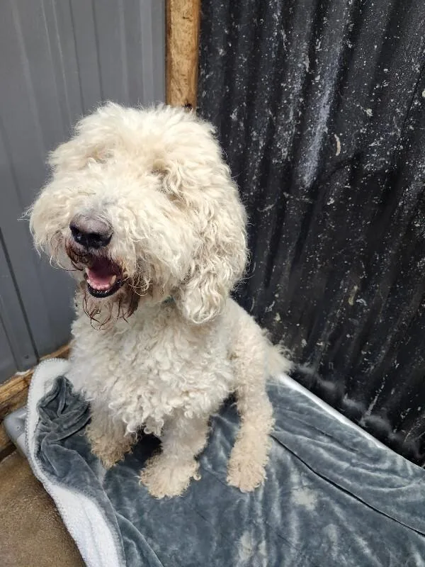 An adult large-sized male Standard Poodle dog named Jax for adoption in Windsor, CO